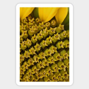 Flowers in a flower..(Sunflower) Sticker